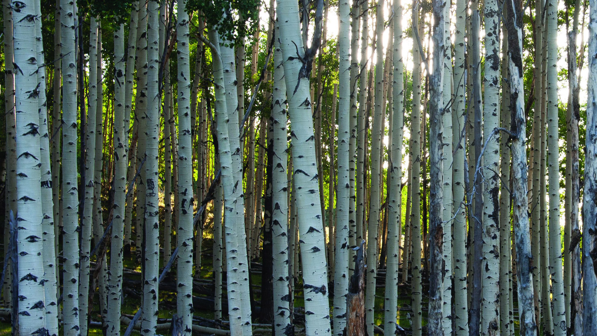 Aspen tree trunks