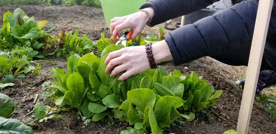 Edible Campus Gardens