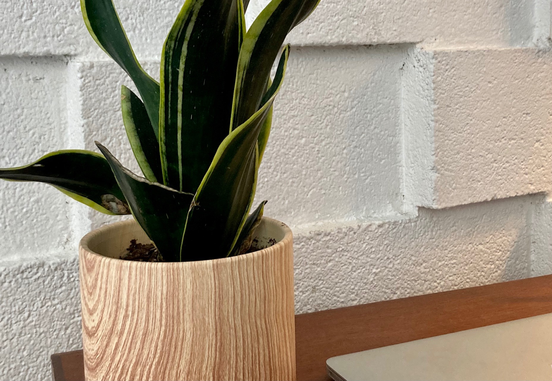 Snake plant against white block wall